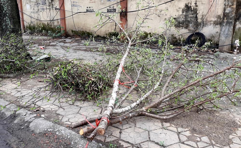 Sau những ngày Tết, các cành đào được các gia đình đưa ra các vị trí tập kết rác thải trên các tuyến đường của Thành phố Vinh. Ảnh: Lâm Tùng