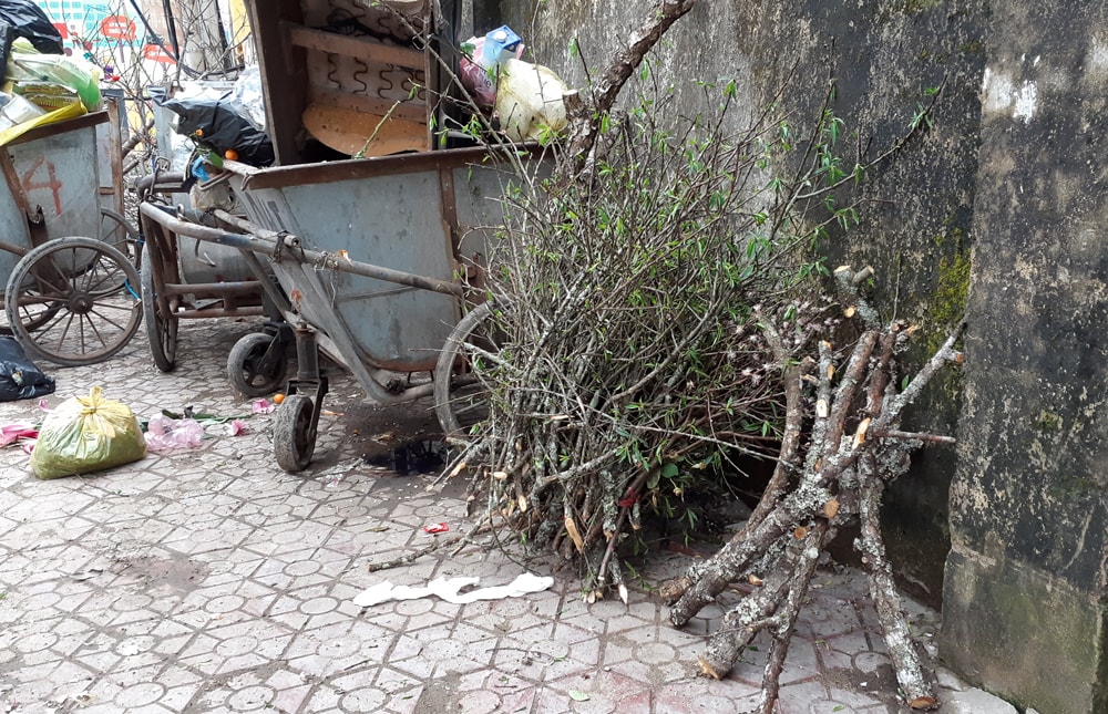 Những cành đào được đưa ra vị trí tập kết rác thải dường như ngay lập tức sẽ được những người đi mót củi chặt và xếp thành bó ngay ngắn. Ảnh: Lâm Tùng