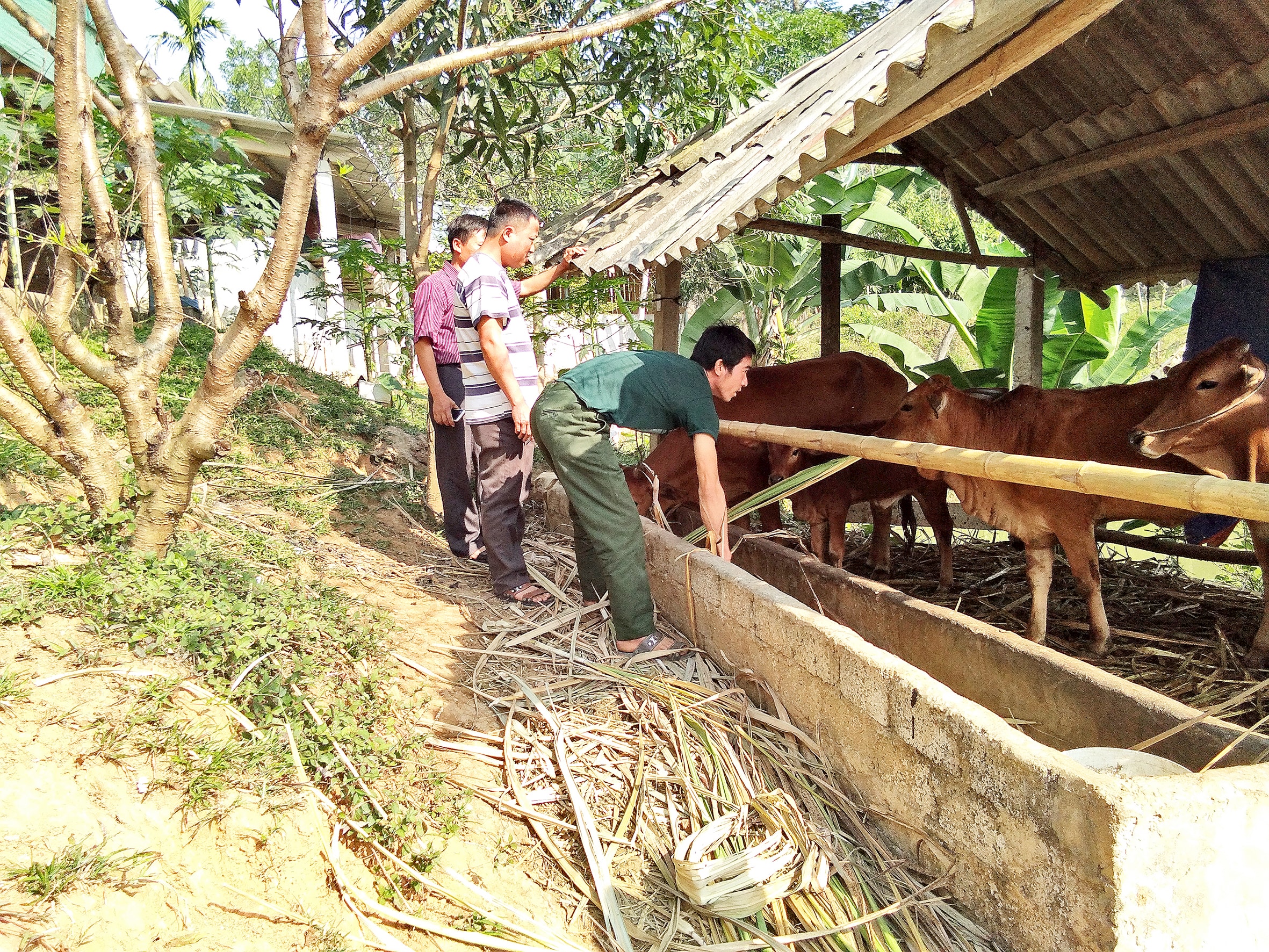 Cán bộ đảng ủy xã Tiền Phong (Quế Phong) kiểm tra mô hình chăn nuôi của người dân bản Na Cày. Ảnh: Hoài Thu