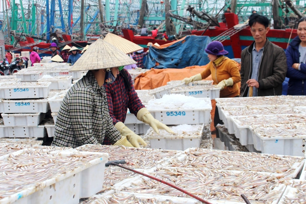 Thương lái thu mua cá trỏng tại bến; giá hiện tại là 10.000 đồng/kg. Ảnh: Việt Hùng