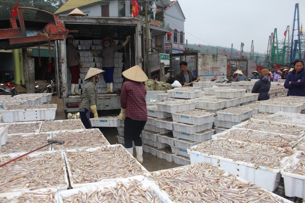 Hàng chục tấn cá trỏng về bến được vận chuyển đi các vùng chế biến, hấp sấy và làm nước mắm. Ảnh: Việt Hùng