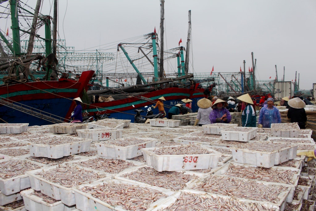  Hàng chục tàu cá của ngư dân Quỳnh Lưu về cập bến trong niềm vui được mùa cá trỏng. Ảnh: Việt Hùng