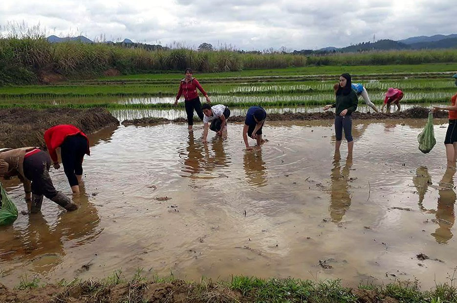 Đông đảo người dân xã Tam Quang đã đồng loạt ra quân bắt ốc biêu vàng hại lúa. Anh: Đình Tuân