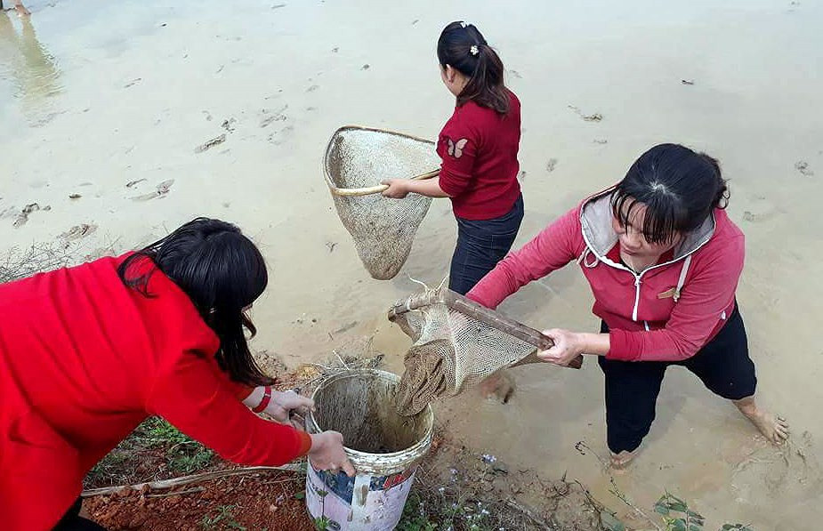 Nhiều người dân mang vinh (dụng cụ vốn dùng để xúc cá) để đi bắt ốc biêu vàng. Ảnh: Đình Tuân