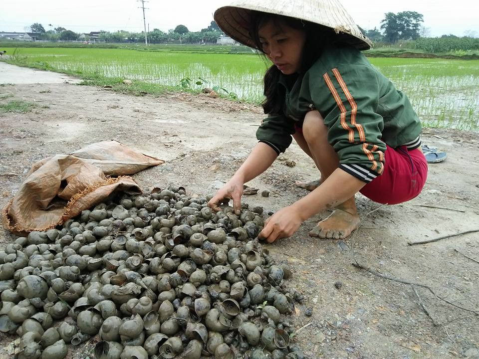 Người dân xã Thanh Đồng, Thanh Chương gom ốc bươu vàng chuẩn bị xử lý. Ảnh: Đình Hà 