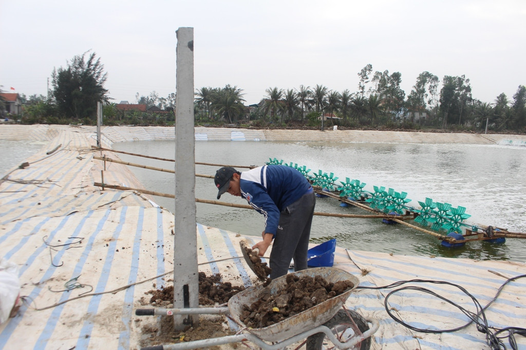 Nâng cấp hệ thống đường dây, cột điện phục vụ cho nuôi tôm vụ 1. Ảnh: Việt Hùng