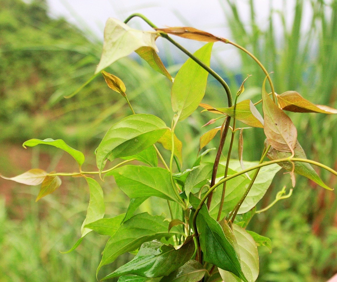 Cận cảnh lá ngón. Ảnh: Đào Thọ