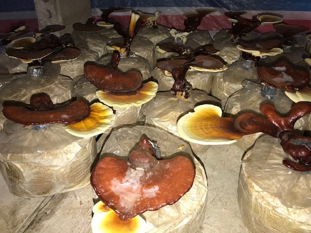 xã Mường Nọc 