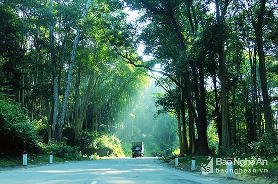 Toàn bộ miền Trung hôm nay nắng lên đều. Trong ảnh: Rừng săng lẻ Tương Dương được du khách truyền tai nhau là rừng săng lẻ đẹp nhất Đông Dương. Ảnh tư liệu