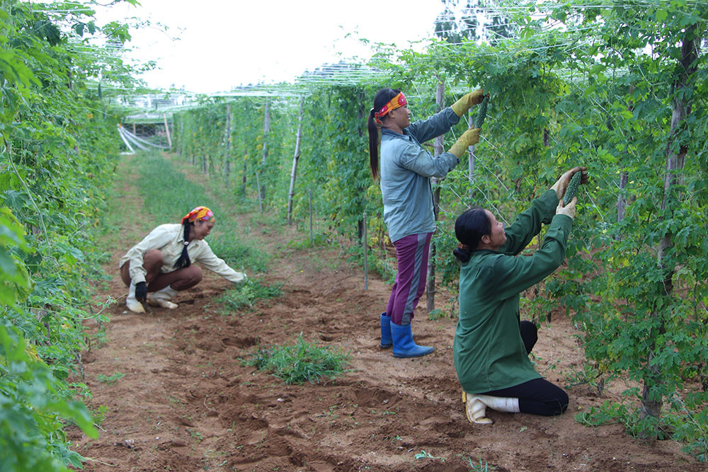 Mô hình trồng rau sạch của phụ nữ xã Quỳnh Liên (Thị xã Hoàng Mai). Ảnh: Mỹ Hà