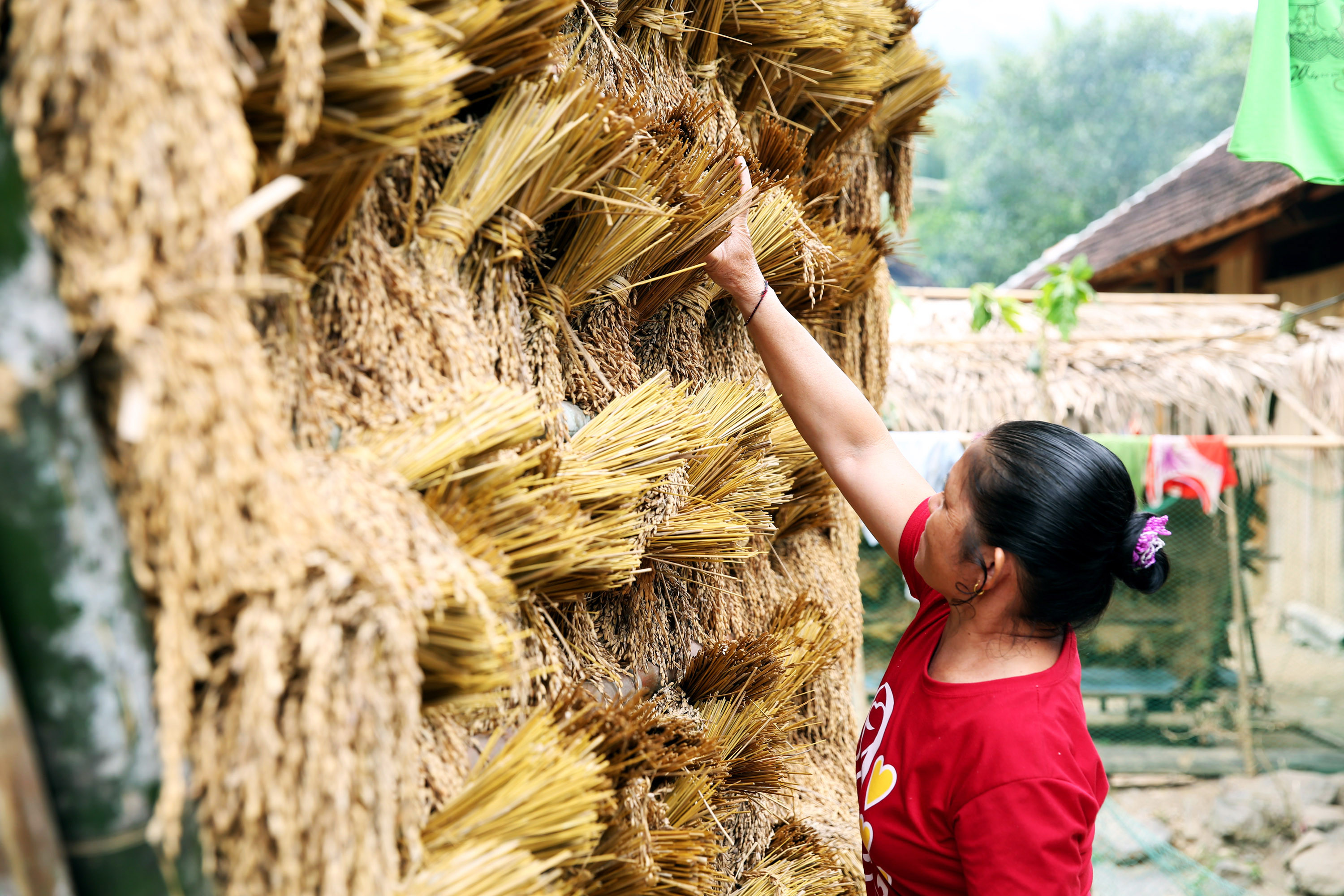 Một người phụ nữ bản Na Khốm xã Yên Na (Tương Dương) chuyển những bông lúa ra khỏi giàn phơi trước khi đem giã. Ảnh : Hồ Phương