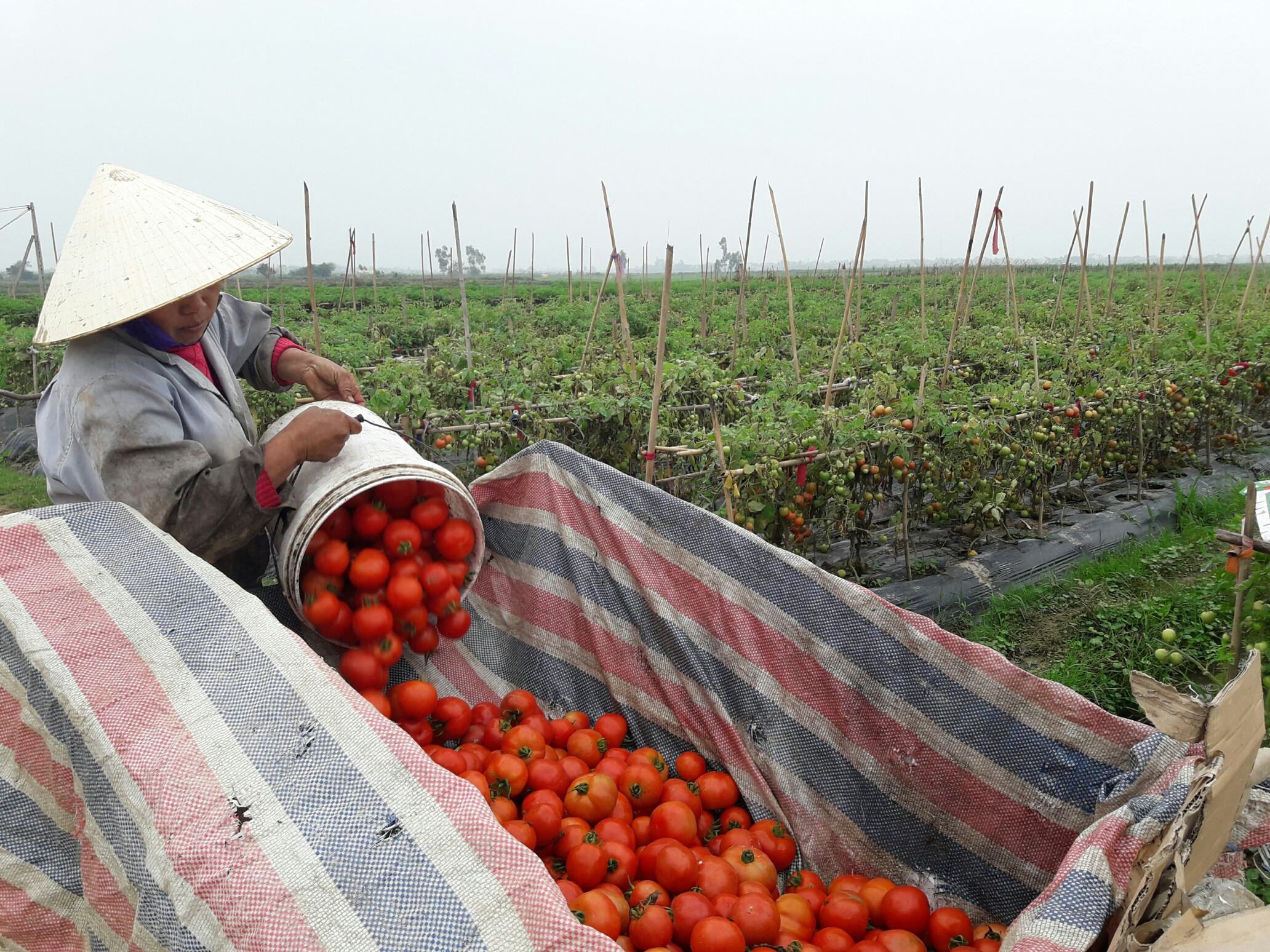 Hiện cà chua quả đều, đẹp  được mua với giá khoảng 2000 đồng/kg. Ảnh: Trần Vũ