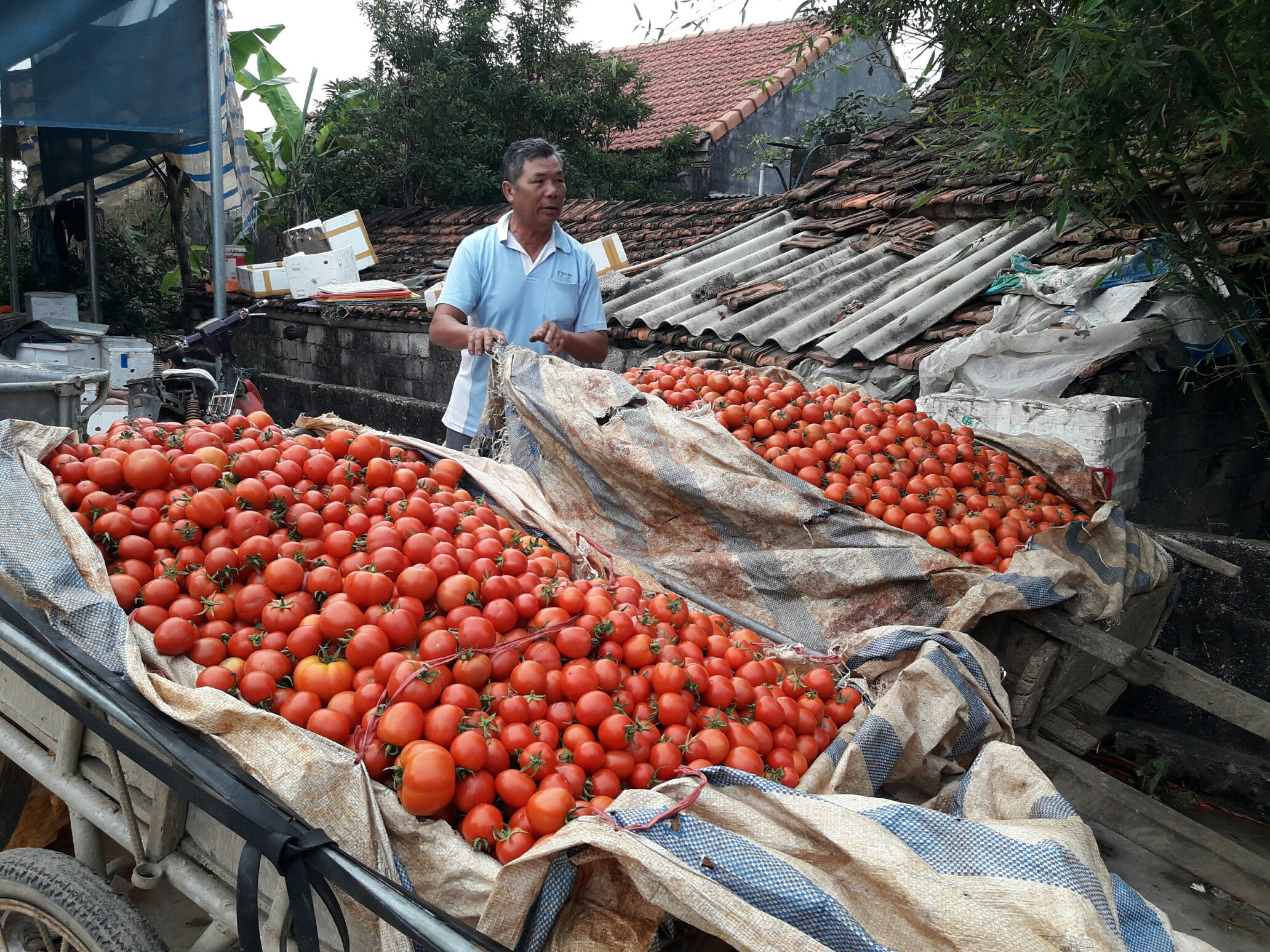 Người dân xót ruột khi cà chua đã thu hoạch nhưng không bán được.