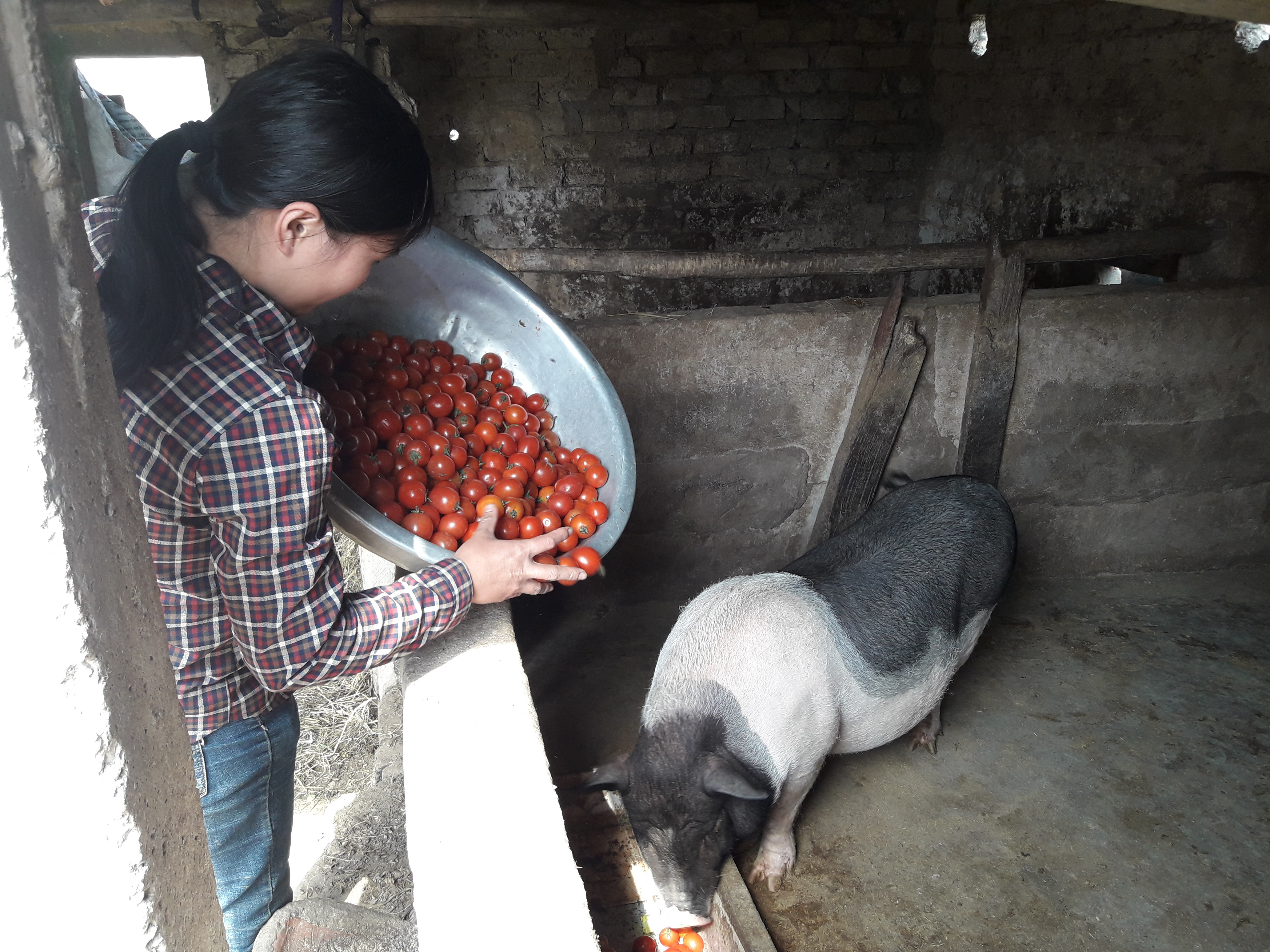 Cà chua ế ẩm bán không được, nhiều hộ dân đành đổ cho gia súc ăn. Ảnh: Trần Vũ