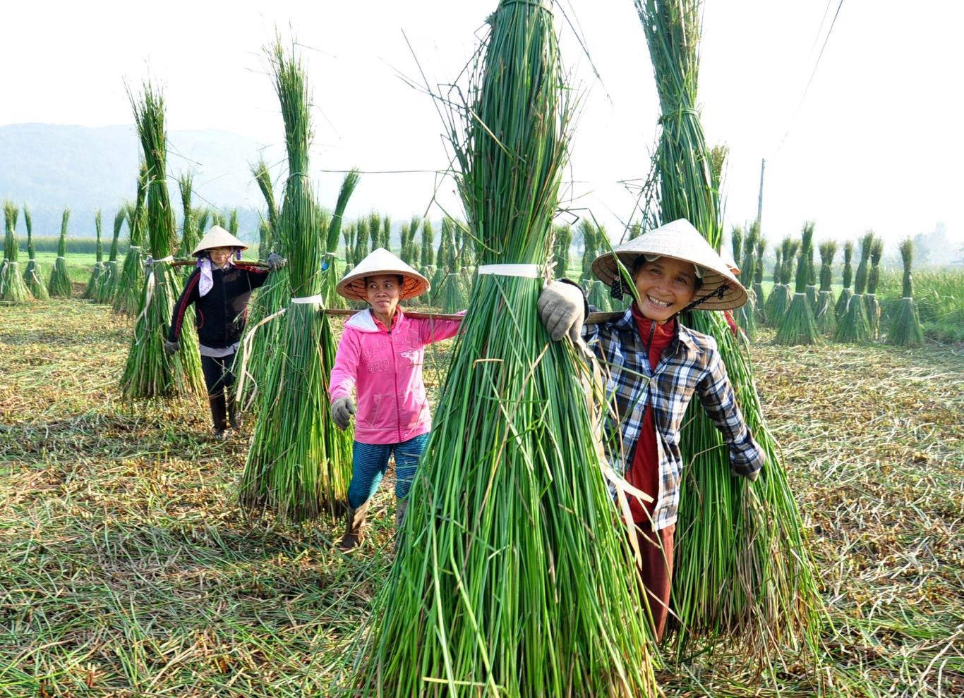 Họ gồng gánh đi giữa đồng cói, vẽ nên bức chân dung hình ảnh phụ nữ Việt Nam quanh năm tần tảo, chịu thương chịu khó. Mặt trời lên cao cũng là lúc họ hoàn tất công việc, nghỉ ngơi trên đồng.   Xem nội dung đầy đủ tại: https://wiki-travel.com.vn/lang-chieu-coi-dep-nhu-coi-mo-o-binh-dinh-v975.php Nguồn: wiki-travel.com.vn