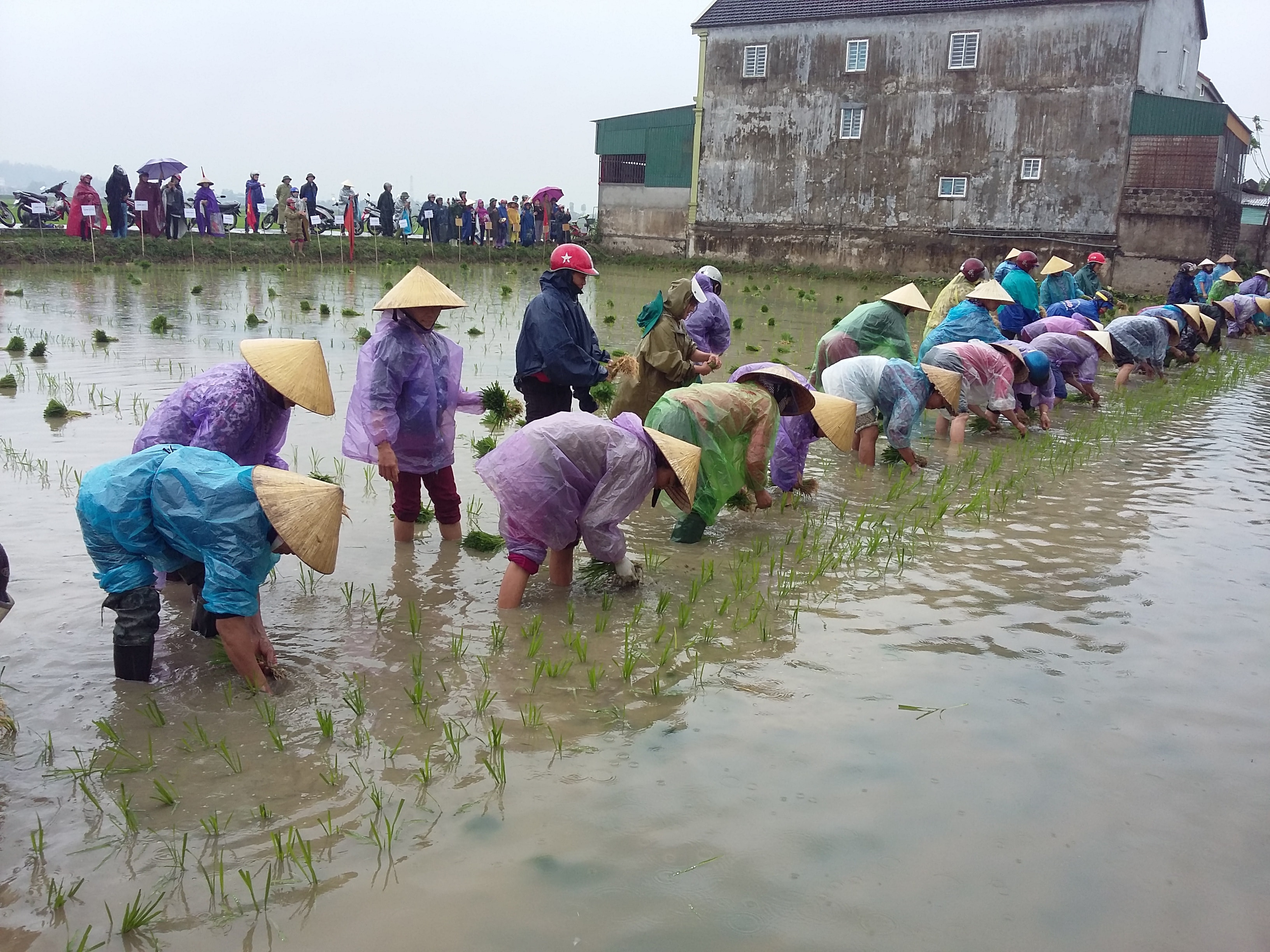 Hội Liên hiệp Phụ nữ xã Kim Liên ( Nam Đàn) tổ chức Hội thi cấy lúa xuân 2018. Ảnh: Kim Dung