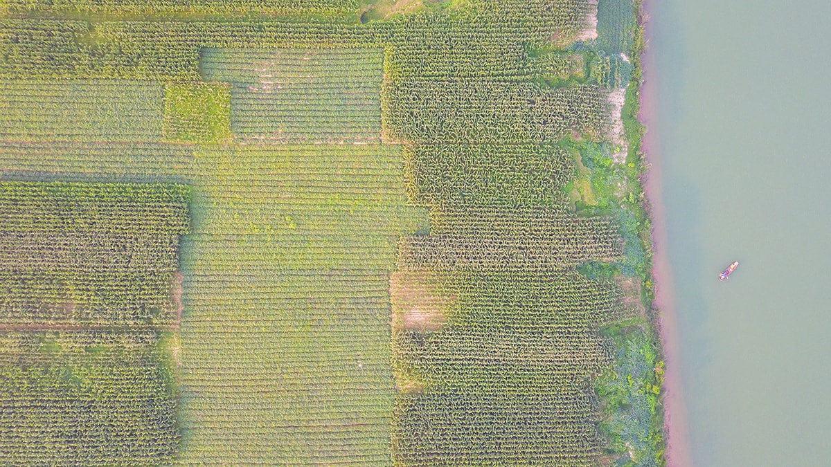 Những bãi ngô màu này đang. Ảnh: Trung Hà