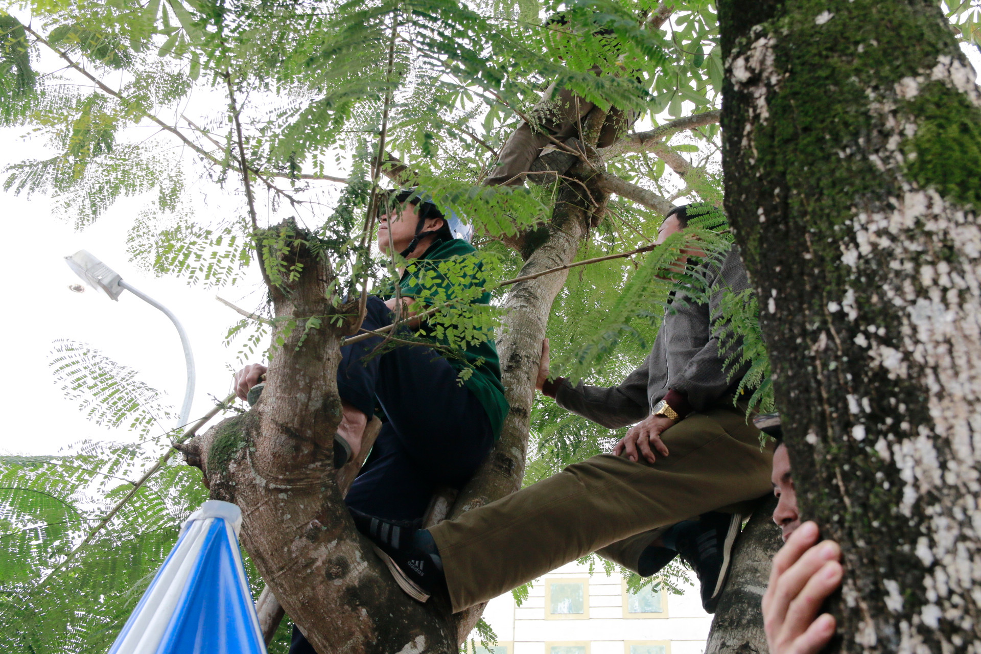 CÓ cổ động viên trèo lên cả những thân cây để xem và cổ vũ. Ảnh: Đình Tuân
