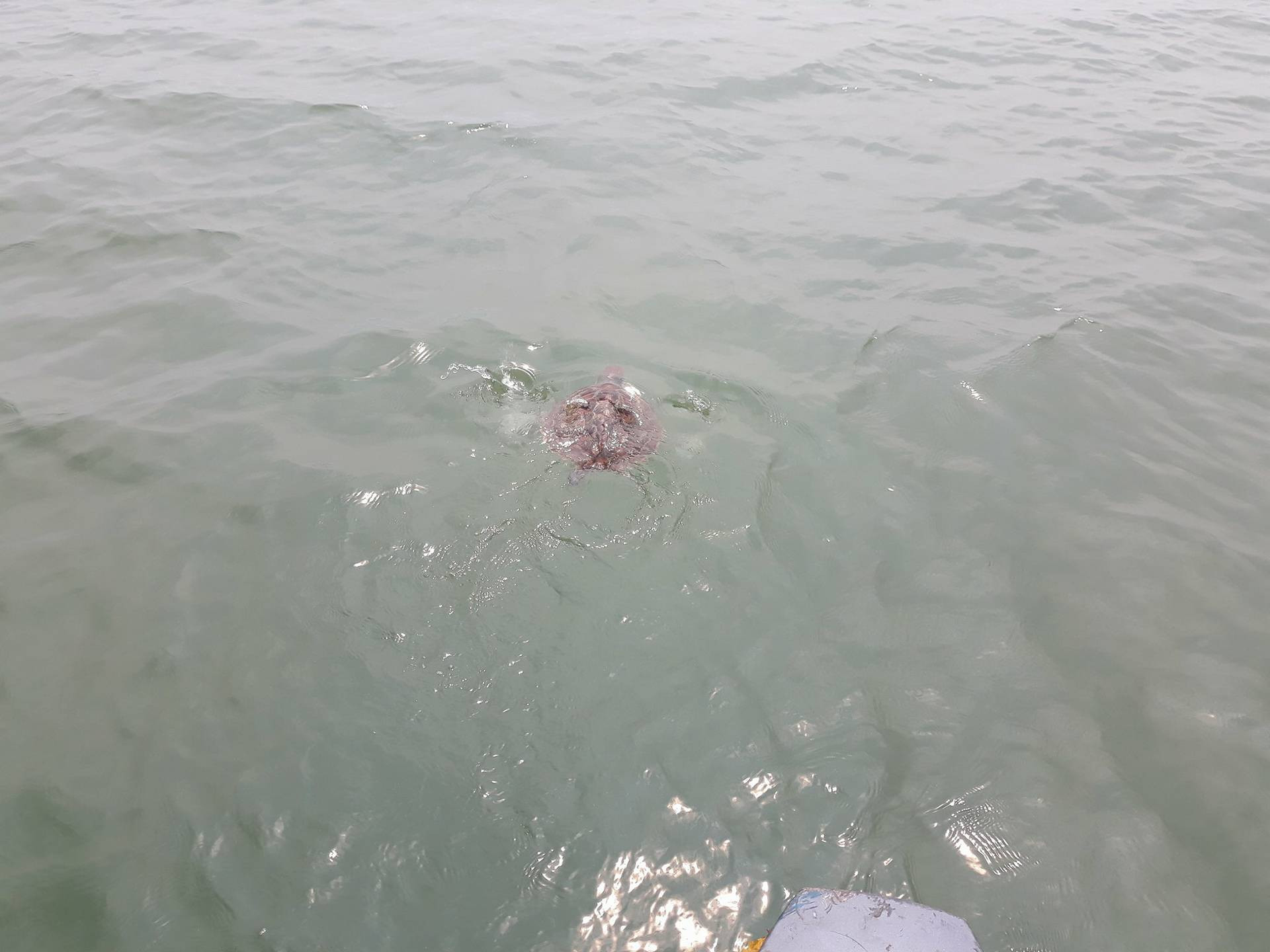 Cá thể rùa đã được thả cách bờ khoảng 7 hải lý.