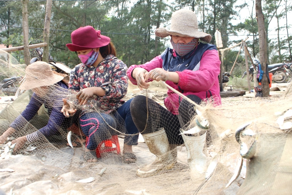 Ngư dân nhanh chóng gỡ mẻ cá trích ra khỏi lưới càng nhanh thì cá càng giữ được độ tươi, lúc đó giá sẽ được thu mua cao hơn. Hiện giá thu mua tại bến từ 20.000 - 25.000 đồng/kg; còn tại các điểm chợ giá bán cao hơn, từ 30.000 - 40.000 đồng/kg. Ảnh: Việt Hùng