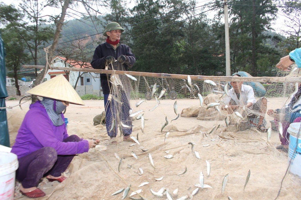 Đang cùng với người thân gỡ mẻ cá mắc lưới ra, ngư dân Hồ Luận ở xóm 3, xã Quỳnh Nghĩa cho biết, chuyến đi biển sáng nay đánh được nhiều cá trích, mẻ lưới dài 300 mét đều kín đầy cá; sau khi gỡ ra ước chừng 150 kg cá, thu nhập khoảng 3 triệu đồng. Ảnh: Việt Hùng