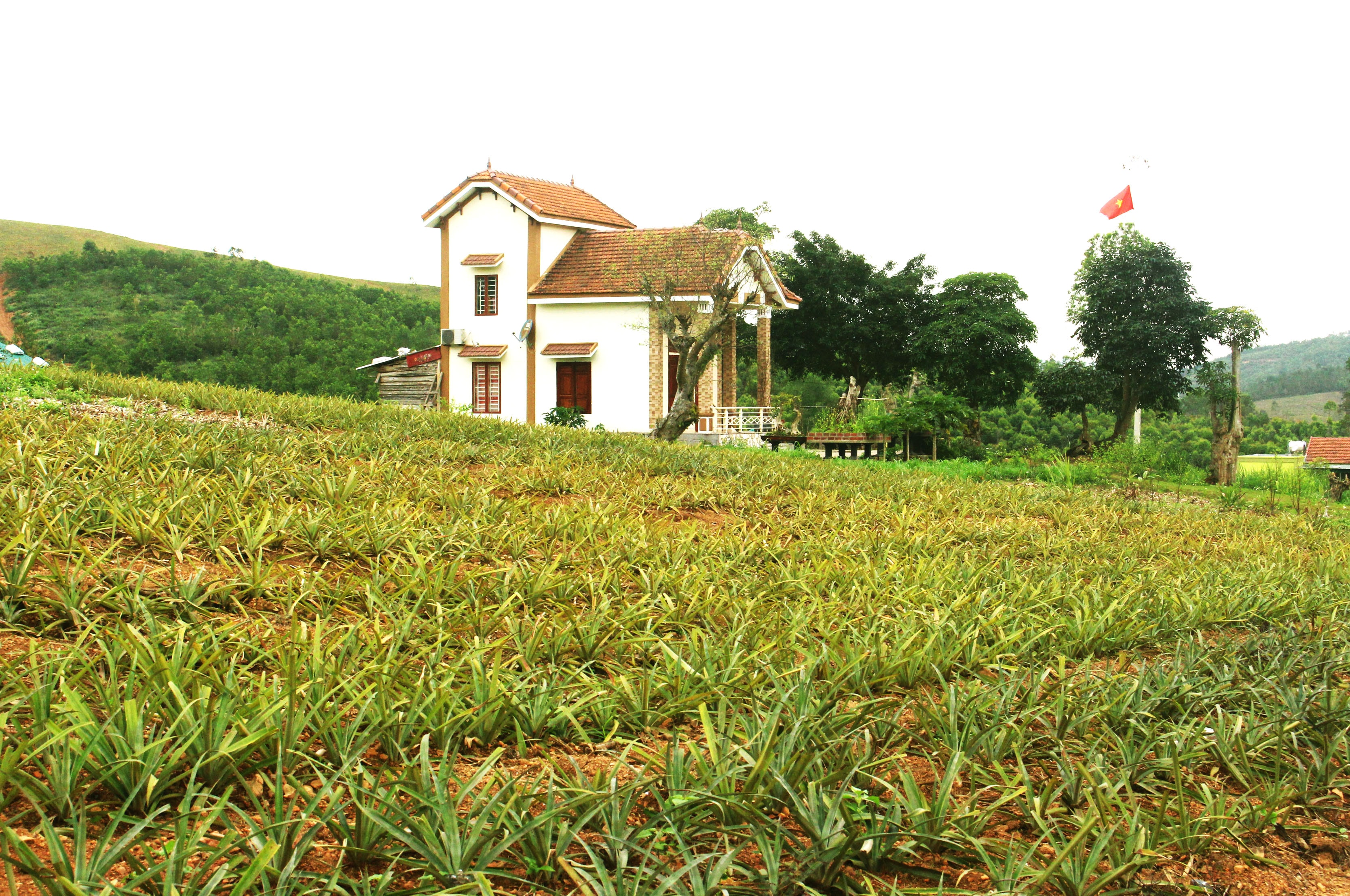 Xung quanh ngôi nhà kiên cố, đẹp đẽ là vùng rừng phòng hộ được quy hoạch từ năm 2007. Ảnh: Đào Tuấn 