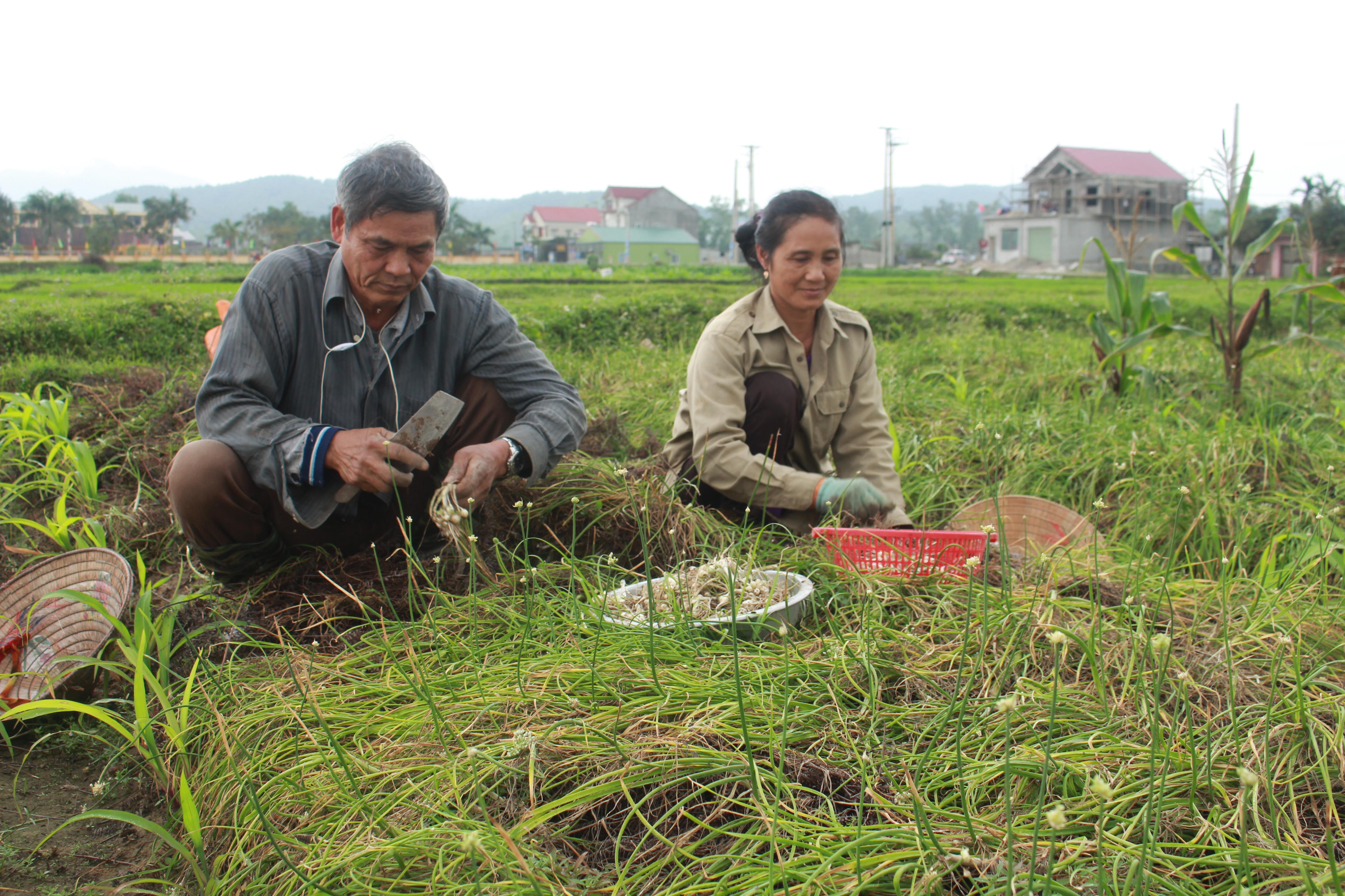 Hành tăm được giá, nông dân Nghi Lộc đổ xô thu hoạch sớm