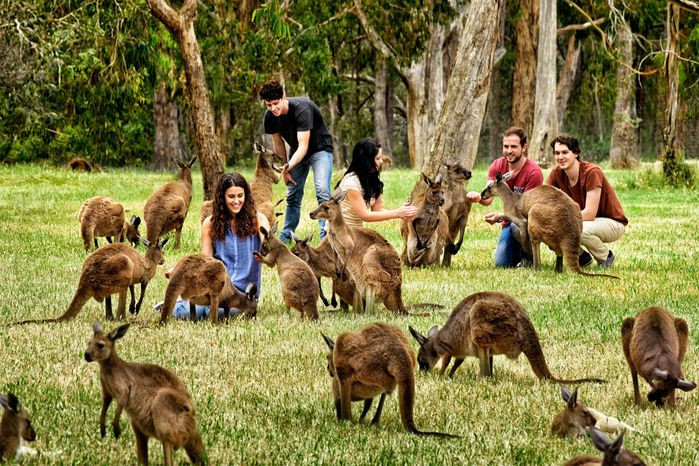 Theo thống kê, ở Australia có khoảng 60 triệu chuột túi và 75,5 triệu con cừu trong khi dân số chỉ xấp xỉ 23 triệu dân. Sở dĩ như vậy vì nước Úc có đến 2/3 diện tích là hoang mạc, là địa điểm cư trú thích hợp của những động vật hoang dã trong khi dân số nước này hầu như chỉ sống tập trung ở một số thành phố lớn. Còn rất nhiều diện tích ở Úc chưa có người sinh sống.