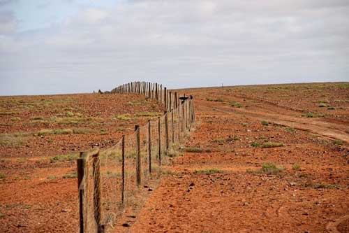 Hàng rào Dingo, hay còn được người dân địa phương gọi là “hàng rào chó”, được xây dựng từ năm 1880, hoàn thành vào năm 1885 với chiều dài 5641 km là hàng rào dài nhất thế giới. Hàng rào này nhằm ngăn chặn những đàn chó hoang Dingo phá hoại mùa màng và bắt những chú cừu ở phía nam Queensland. Hàng rào này đã phát huy tác dụng trong hàng thập kỉ qua, tuy rằng đôi lúc người ta vẫn bắt gặp vài chú chó Dingo ở phía nam.