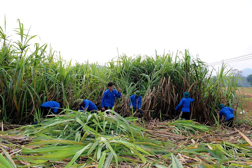 Đoàn viên thanh niên xã Hùng Sơn (Anh Sơn) đang thu hoạch mía giúp gia đình ông Nguyễn Văn Ngọ ở thôn 8
