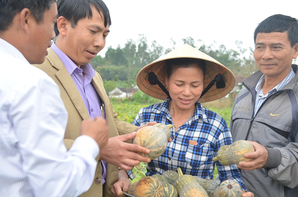 Mô hình trồng bí đỏ trên đất lúa của chị Nguyễn Thị Lý-Xóm 5 Bồi Sơn cho thu nhập 3 tấn mỗi sào, lãi ròng 12 triệu đồng, ảnh Lương Mai.