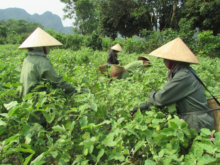 Người dân thôn Tiến Thành, xã Chi Khê (Con Cuông) tập trung thu hoạch cà. Ảnh: Bá Hậu