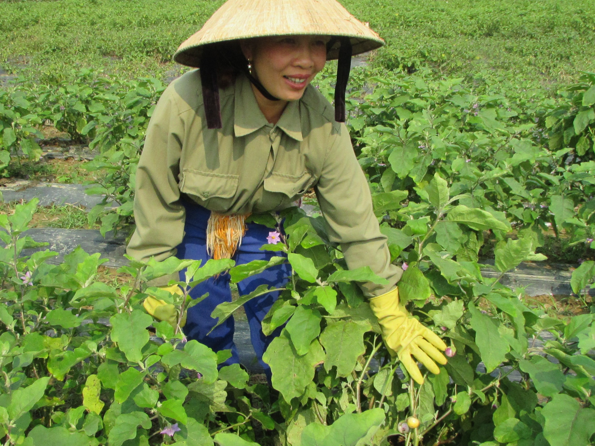 Chị Hoàng Thị Hồng ở thôn tiến Thành, xã Chi Khê (Con Cuông) phấn khởi vì cà pháo năm nay được mùa, được giá. Ảnh: Minh Hạnh