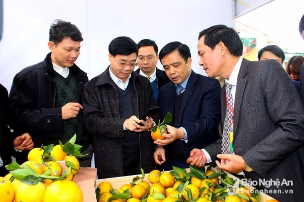 Lãnh đạo tỉnh kiểm tra chất lượng sản phẩm tại các gian hàng tại hội chợ cam Vinh. Ảnh: Quang An