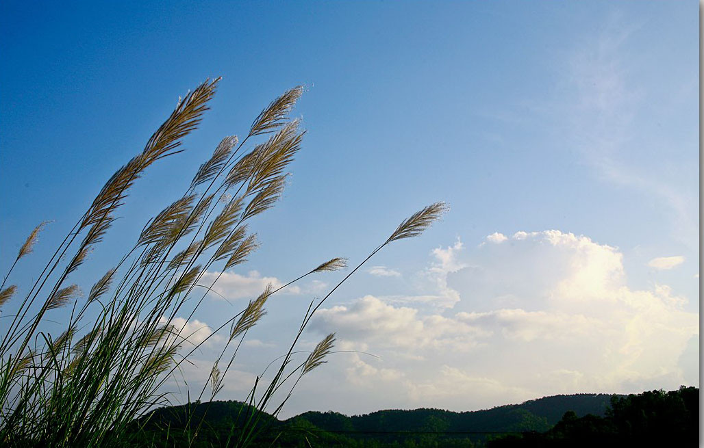 Hoa lau phơ phất bên bãi bồi ven sông. Ảnh: Quốc Đàn