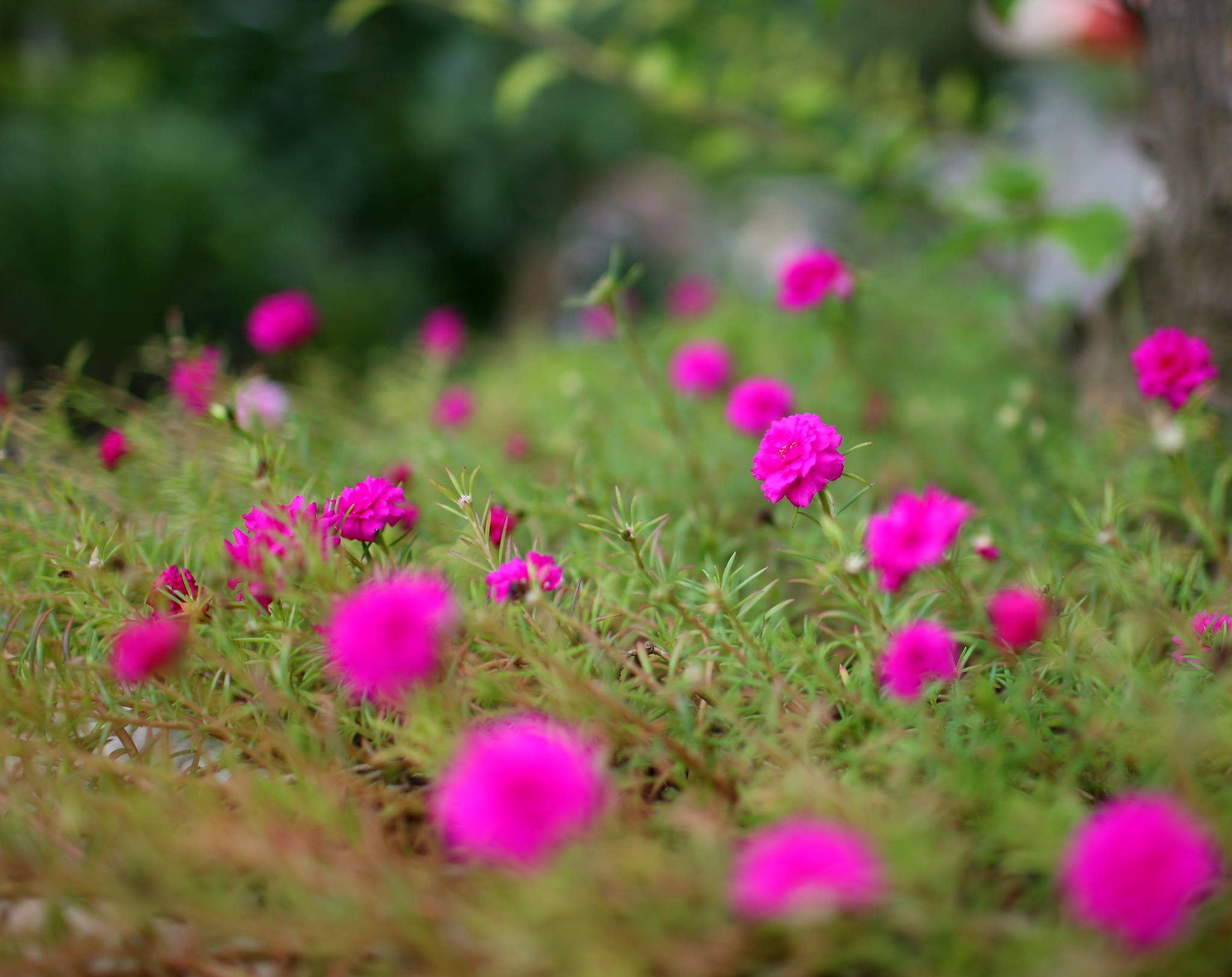 Cái màu hồng sáng của những đóa hoa mười giờ ngay bên thềm nhà luôn đem đến một cảm giác hân hoan. Ảnh: Lương Thanh Hải