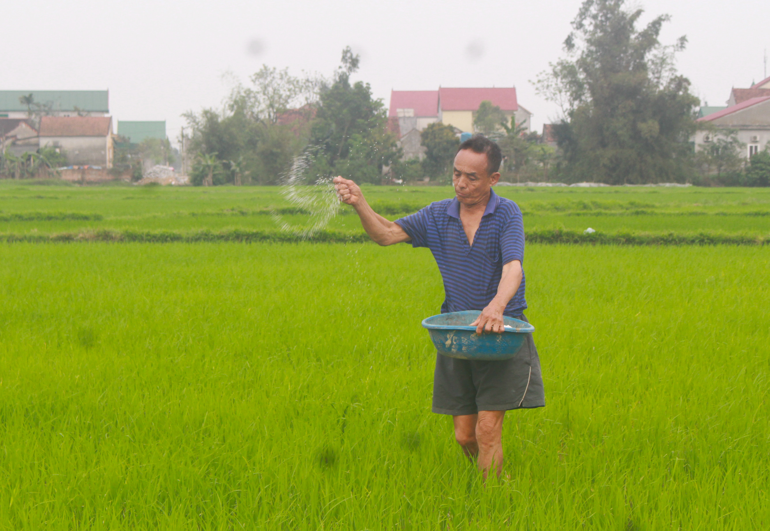 Nông dân xã Hưng Đạo, Hưng Nguyên bón đạm thúc lúa phát triển. Ảnh: Phú Hương