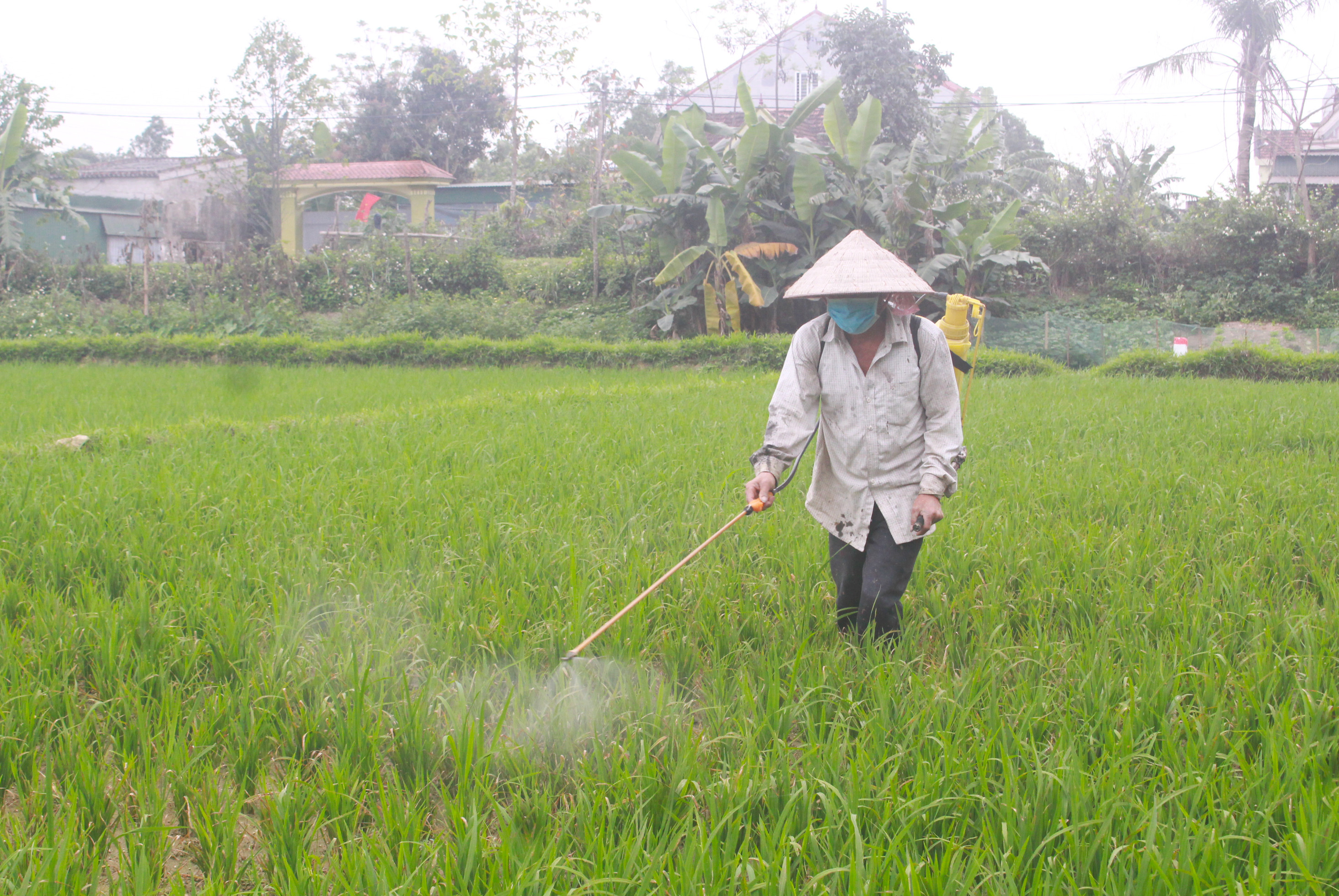 Anh Nguyễn Văn Cà phun thuốc trừ bệnh trên ruộng lúa đã bị bệnh đạo ôn gây hại. Ảnh: Phú Hương