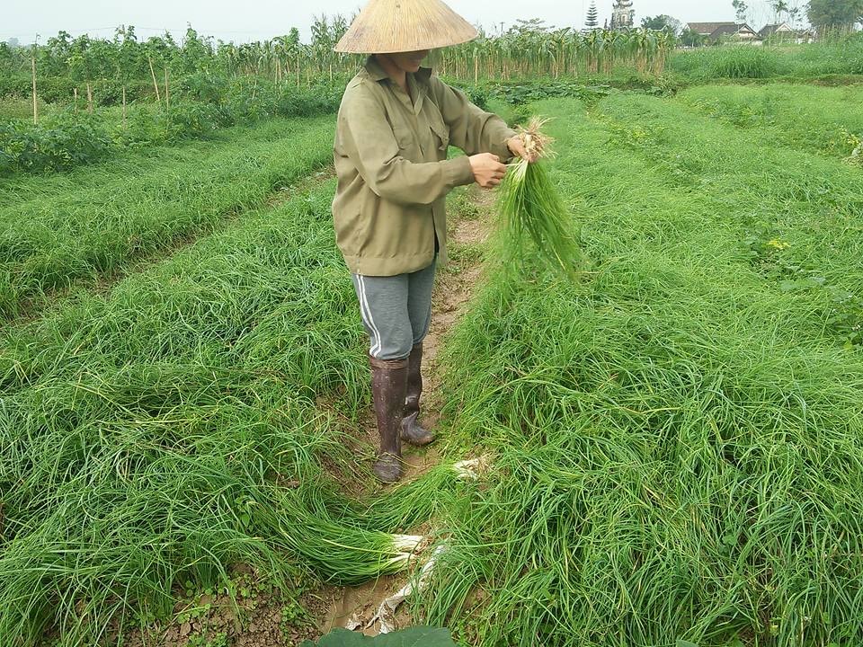 hành