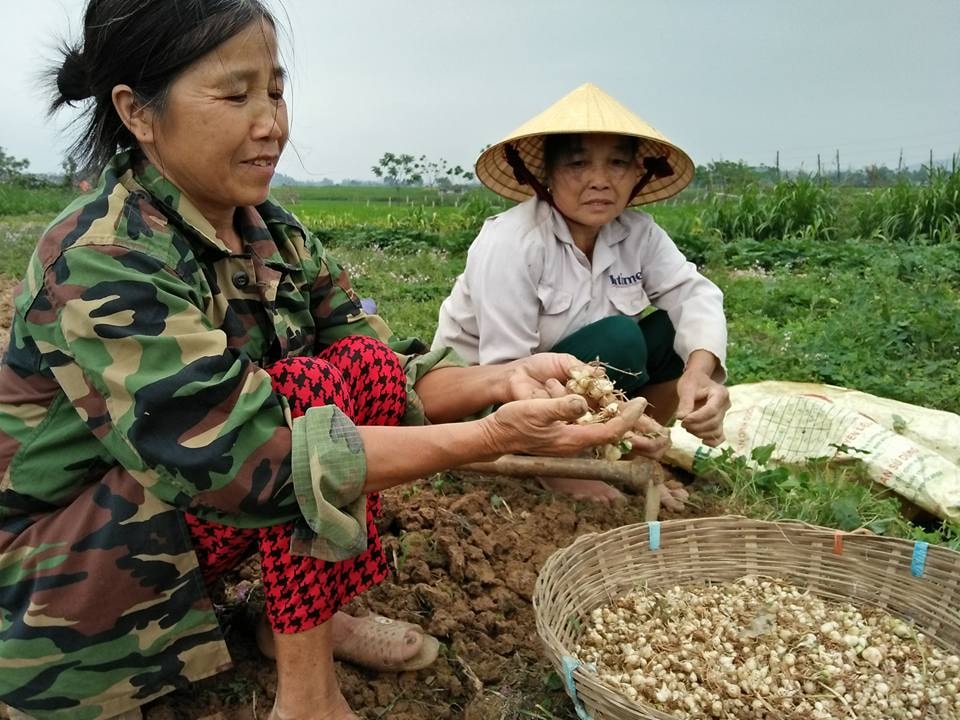 Theo  người dân xã Thanh Văn, mỗi sào hành có thể cho thu hoạch từ 250 - 300 kg củ. Ảnh: Đình Hà