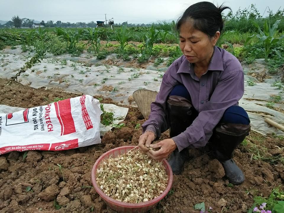 Hiện giá bán hành tăm tại ruộng là 40.000 đồng/kg. Ảnh: Đình Hà