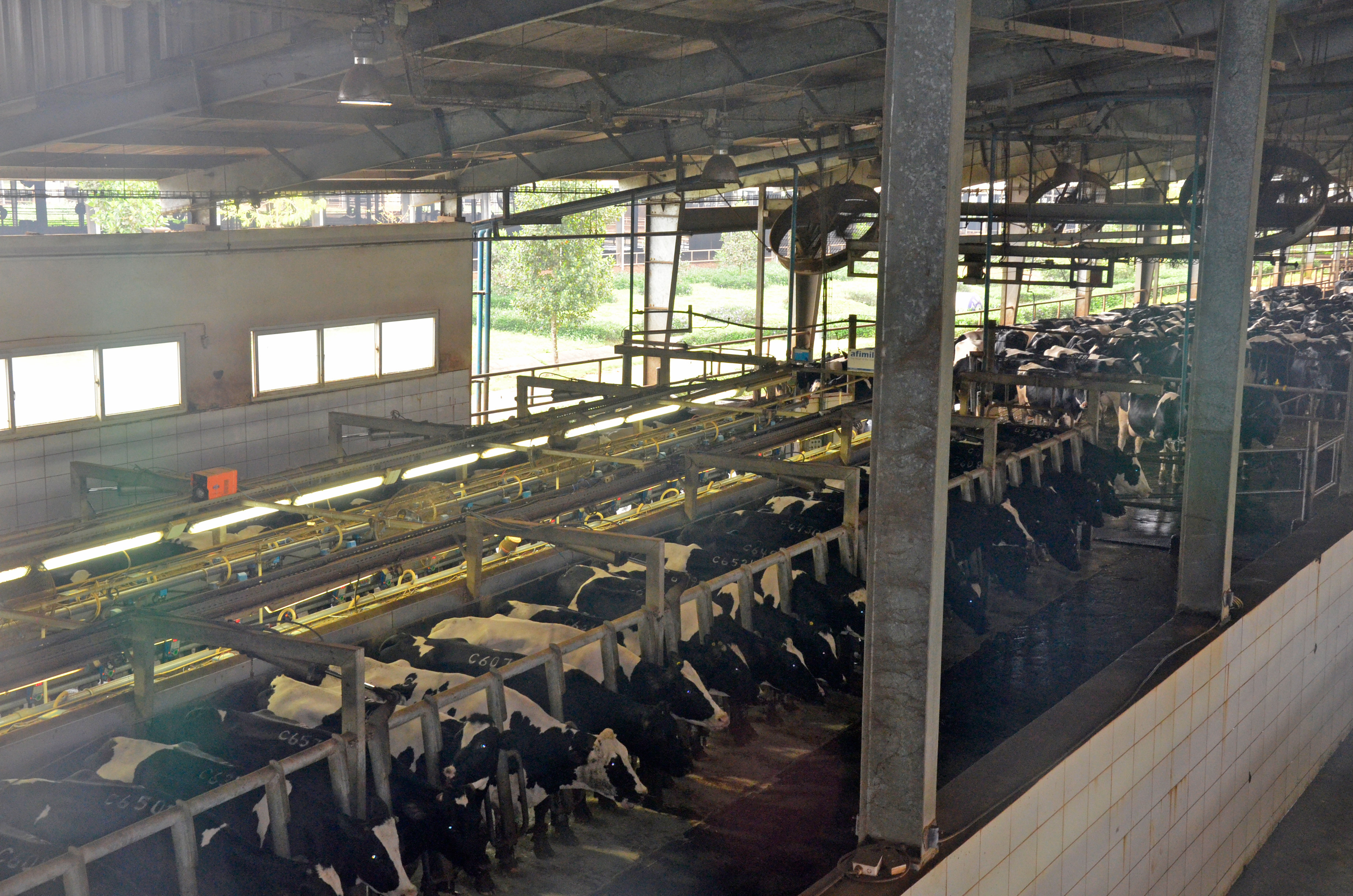 Trang trại chăn nuôi bò sữa của Tập đoàn TH. Ảnh Thanh Lê