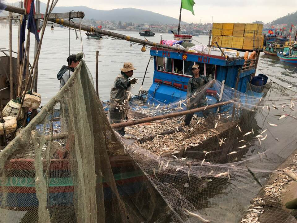 Cá về, ngư dân tập trung gỡ để kịp bán cho lái buôn. Ảnh: Nguyễn Vân