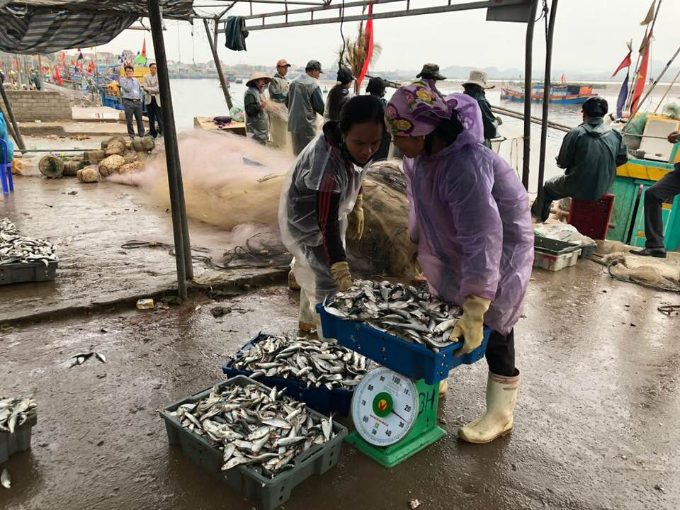 Giá cá đầu mùa thấp, chỉ từ 10 đến 2 ngàn đồng/kg bán tại bến. Ảnh: Nguyễn Vân