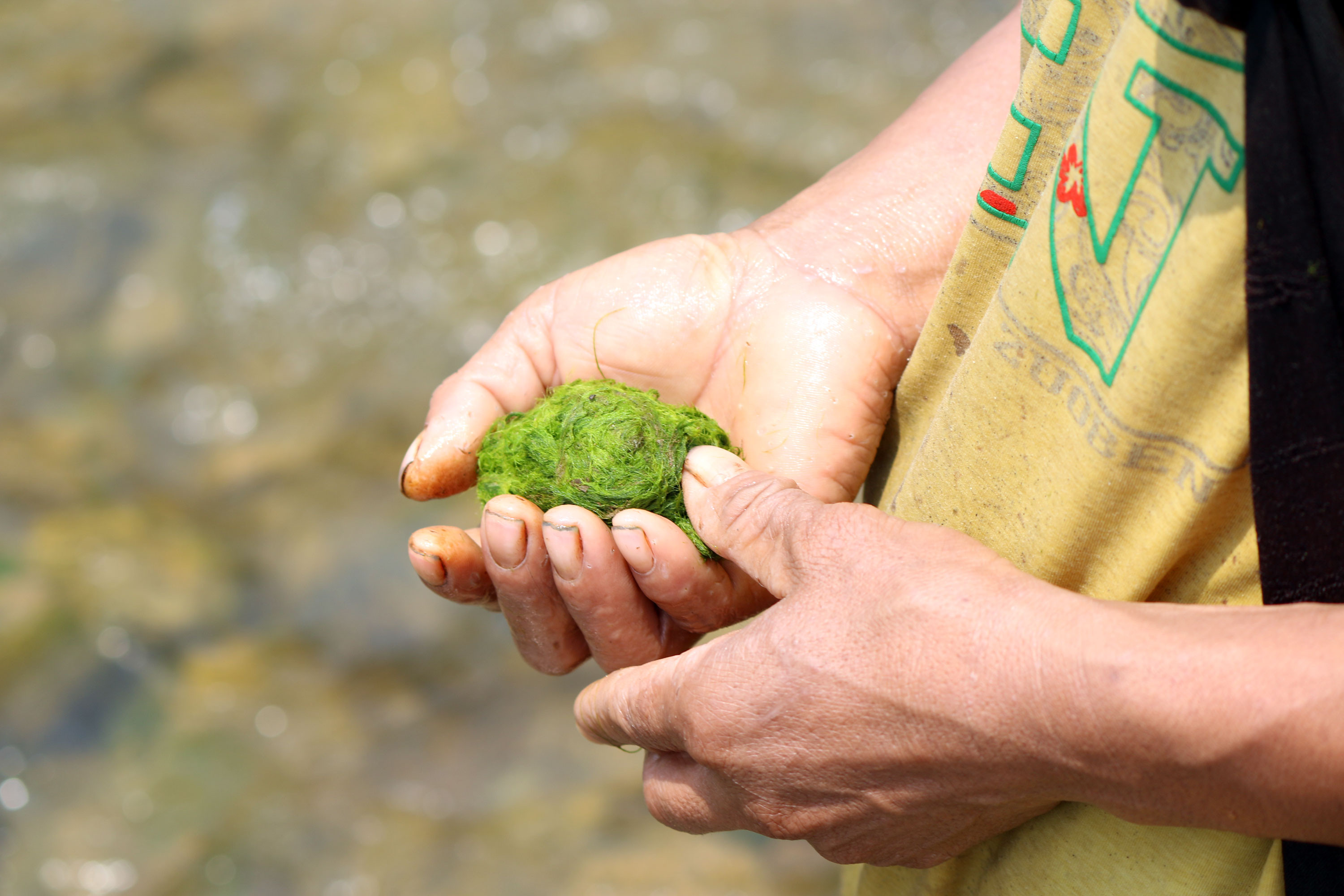 Những mớ rêu suối xanh non là công sức họ bỏ ra cả buổi trời dầm nước trên sông. Ảnh: Đào Thọ