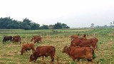 Nông dân khốn đốn vì giá bò giảm mạnh