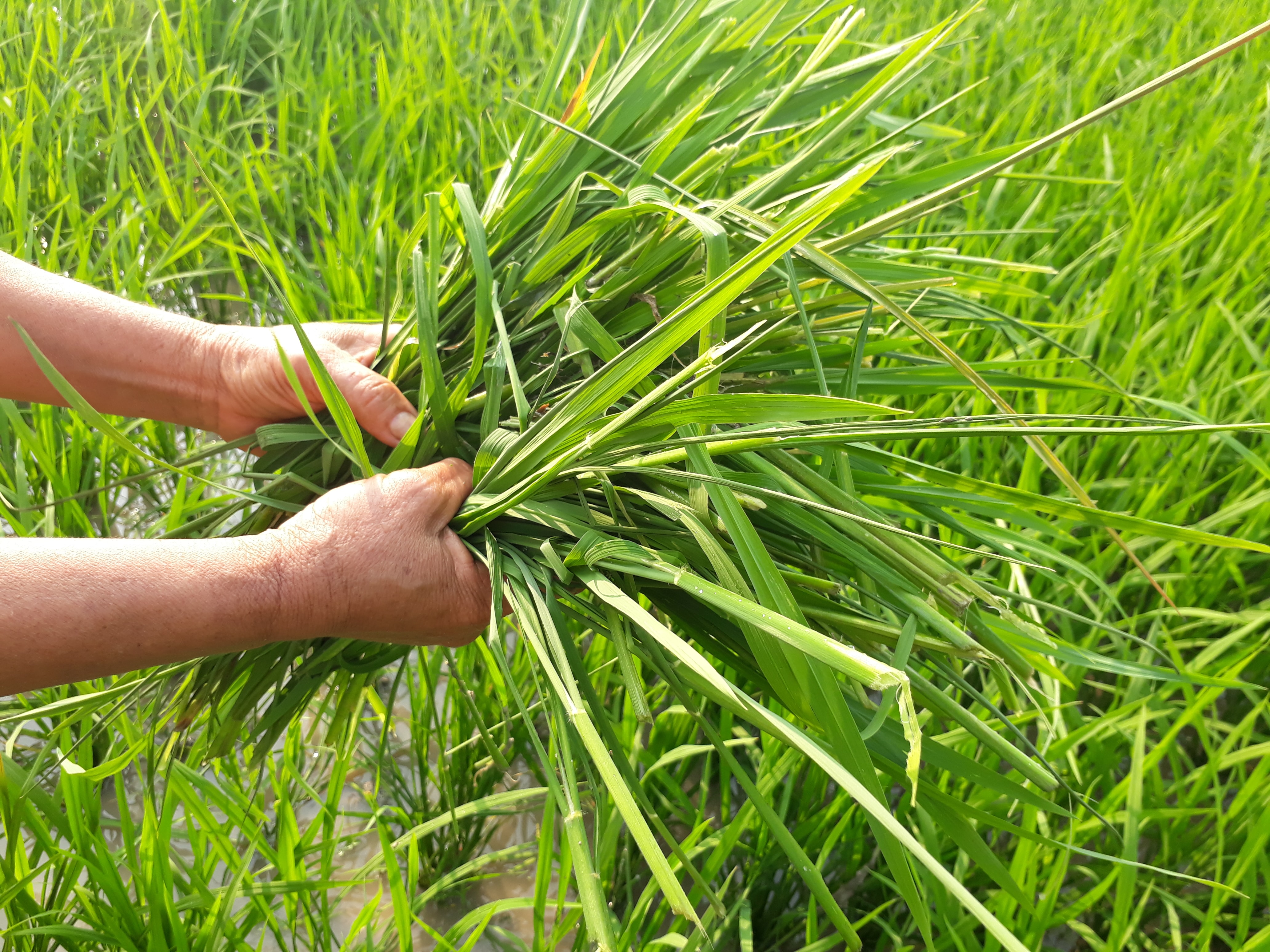 Mặc dù đã sử dụng phương pháp thủ công để diệt chuột nhưng vẫn không hiệu quả. Ảnh: Minh Hạnh