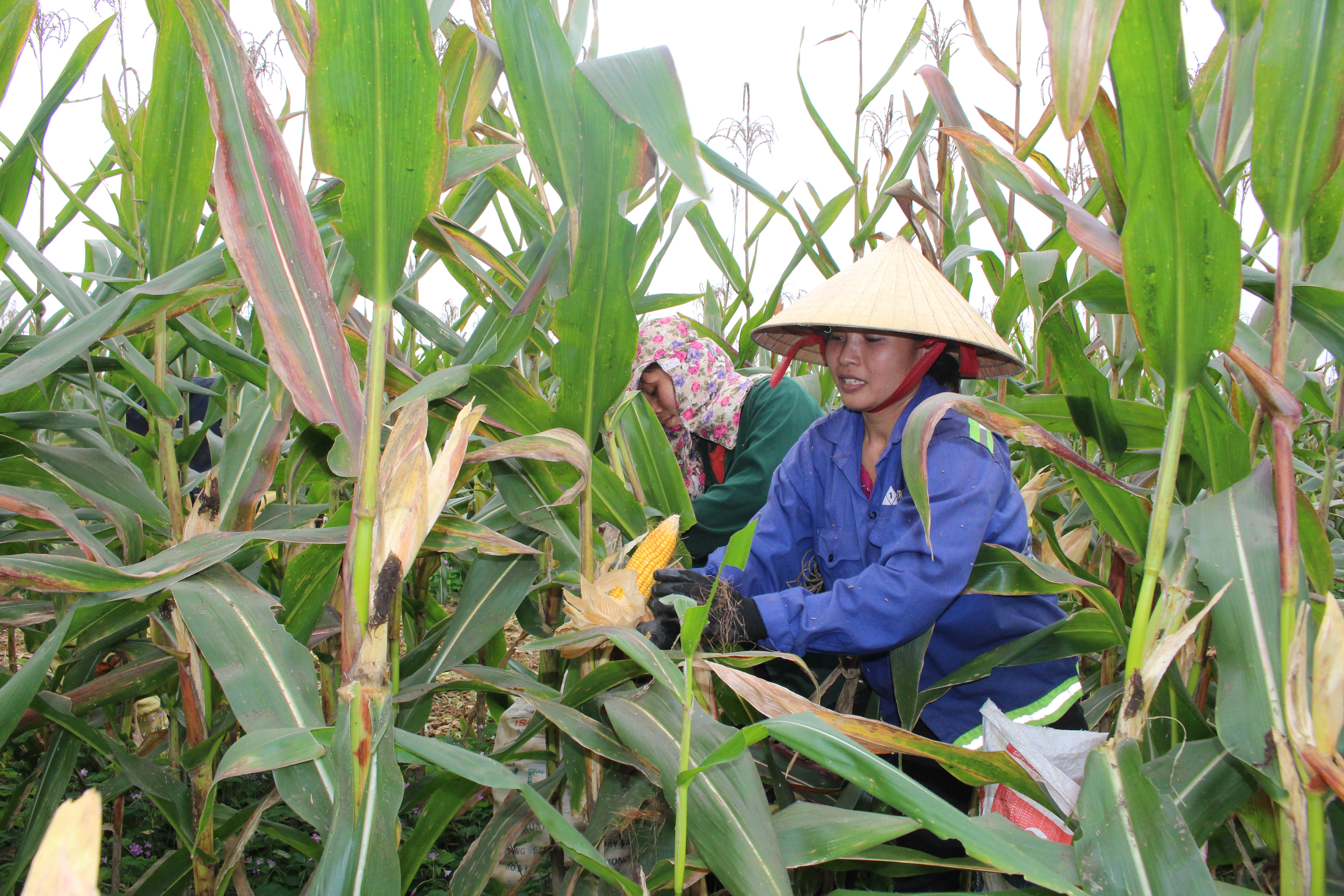 Gia đình Nguyễn Thị Thanh ở thôn 8 xã Hội Sơn tập trung nhân lực ra đồng thu hoạch ngô đông. Ảnh: Thái Hiền 