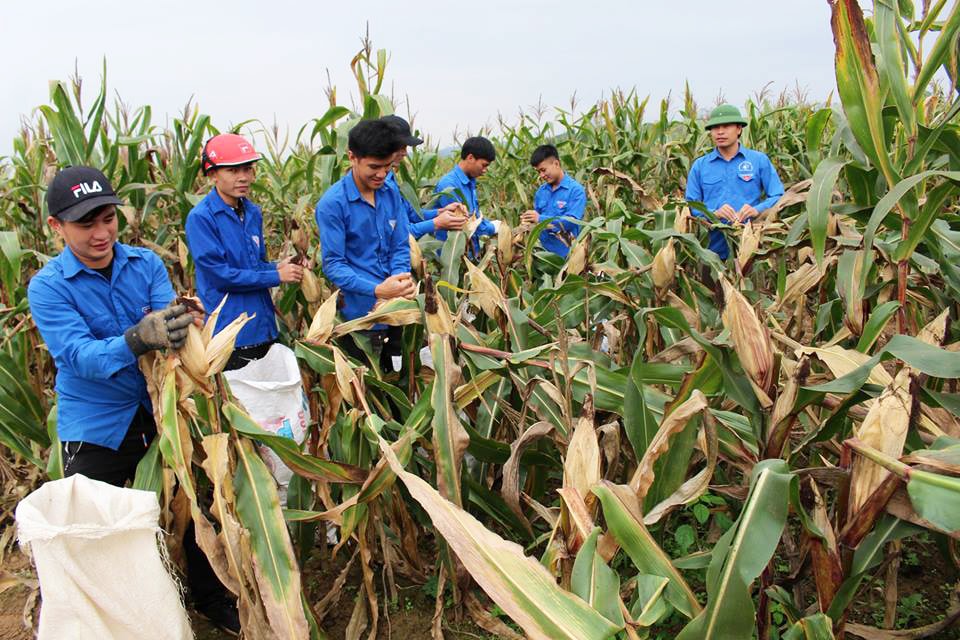 Đoàn viên, thanh niên xã Hùng Sơn (Anh Sơn) đang giúp dân thu hoạch ngô bãi