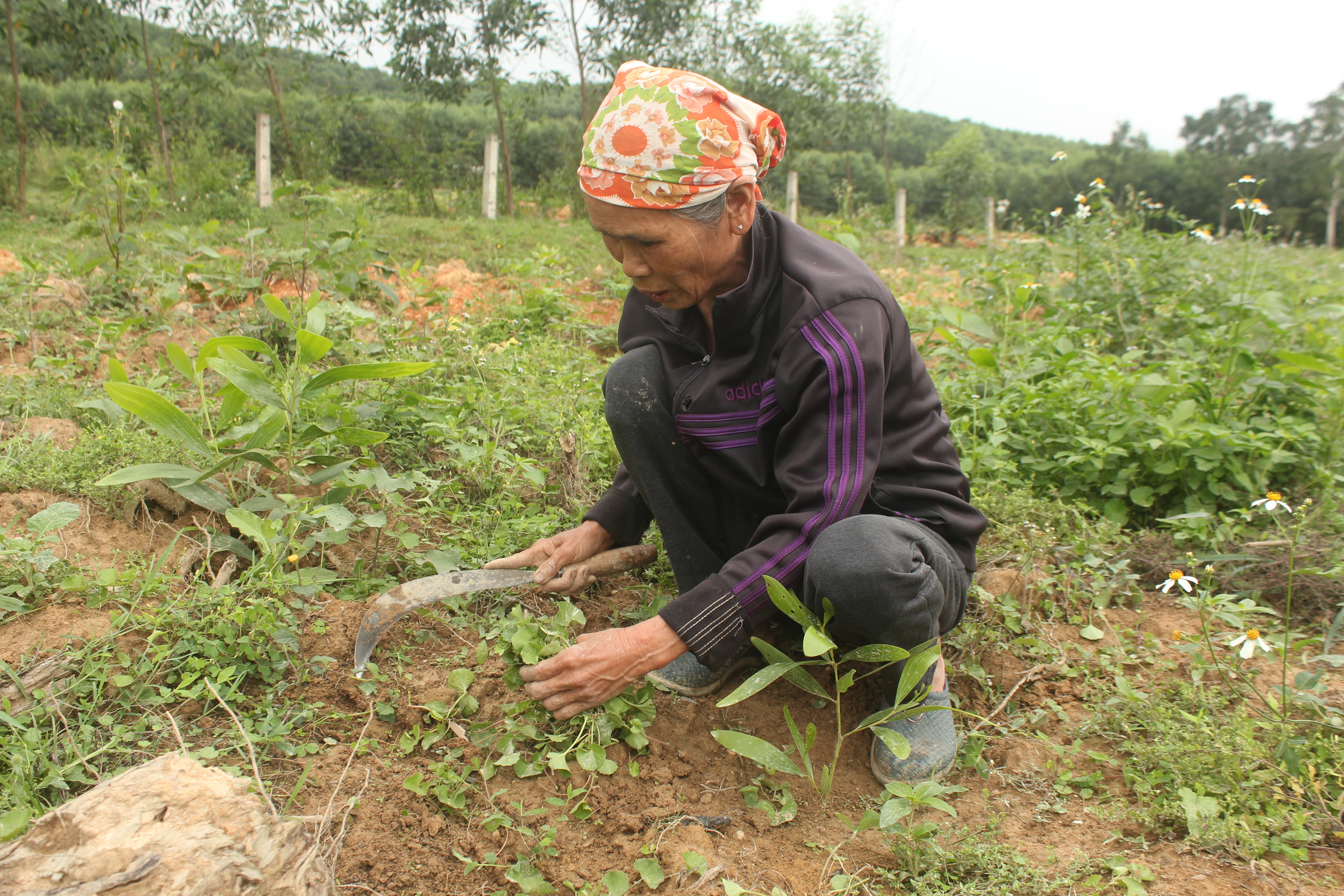  Bà Nguyễn Thị Chuyên đang tranh thủ hái rau má